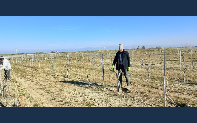 TUZLUKÇU BELEDİYESİ BAĞLARINDA BUDAMA ÇALIŞMALARINA BAŞLADI.