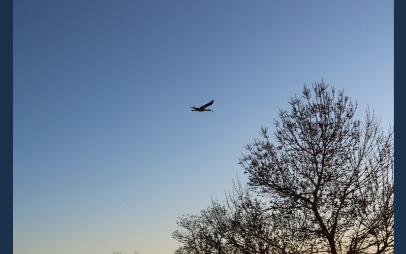 BAHARIN HABERCİLERİ GELDİ