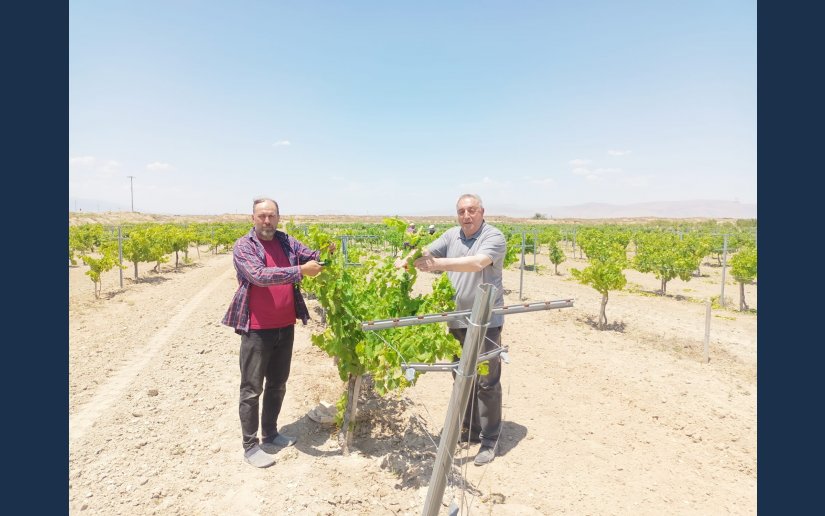 BELEDİYE BAĞLARINDA YEŞİL BUDAMA YAPILIYOR