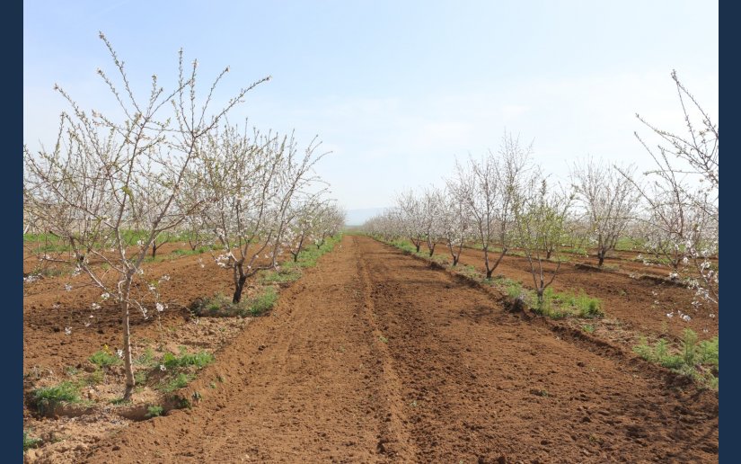 BADEMLİKTE HUMMALI ÇALIŞMAYA DEVAM.