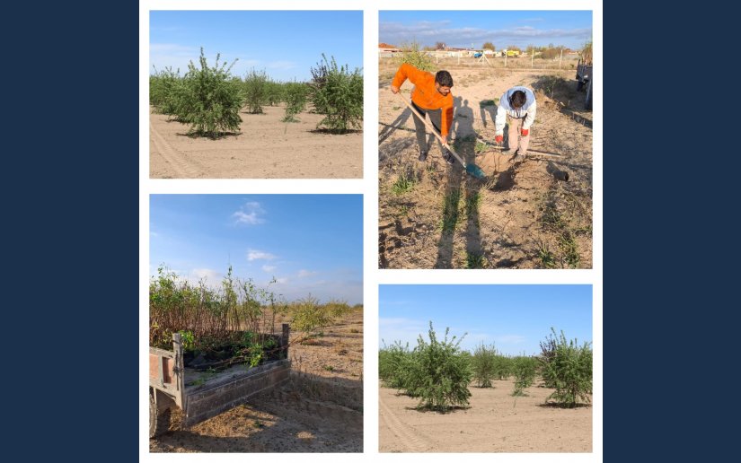 TUZLUKÇU BELEDİYESİ BADEMLİĞİ HER GEÇEN GÜN BÜYÜYOR.