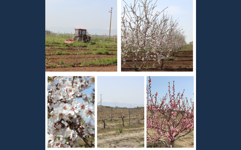 BAĞ VE FİDANLIK ALANLARINDA BAKIM VE YAZA HAZIRLIK ÇALIŞMALARI BAŞLADI